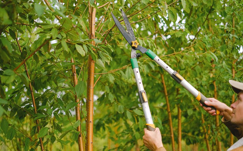 Tree trimming in Swanton, MD